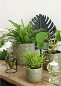 33252-green-1