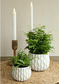 33782-cream-3