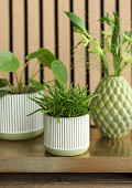 38281-green-1