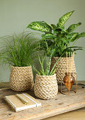 38466-brown-2
