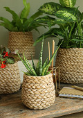 38466-brown-4