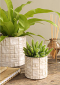 38452-cream-1