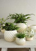 38352-cream-1