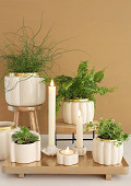 38101-cream-1