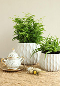 33782-cream-2