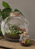 CC830-clear-1
