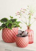 38373-pink-1