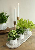 33781-cream-1