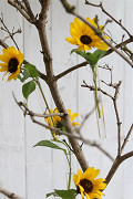 29202-clear-2