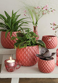 38372-pink-3