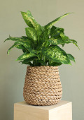 38469-brown-1
