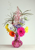35243-Fuchsia-3