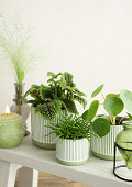 38281-green-2