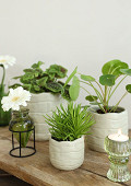 33262-cream-2