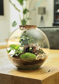 CC831-clear-5