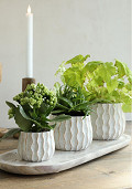 33781-cream-2